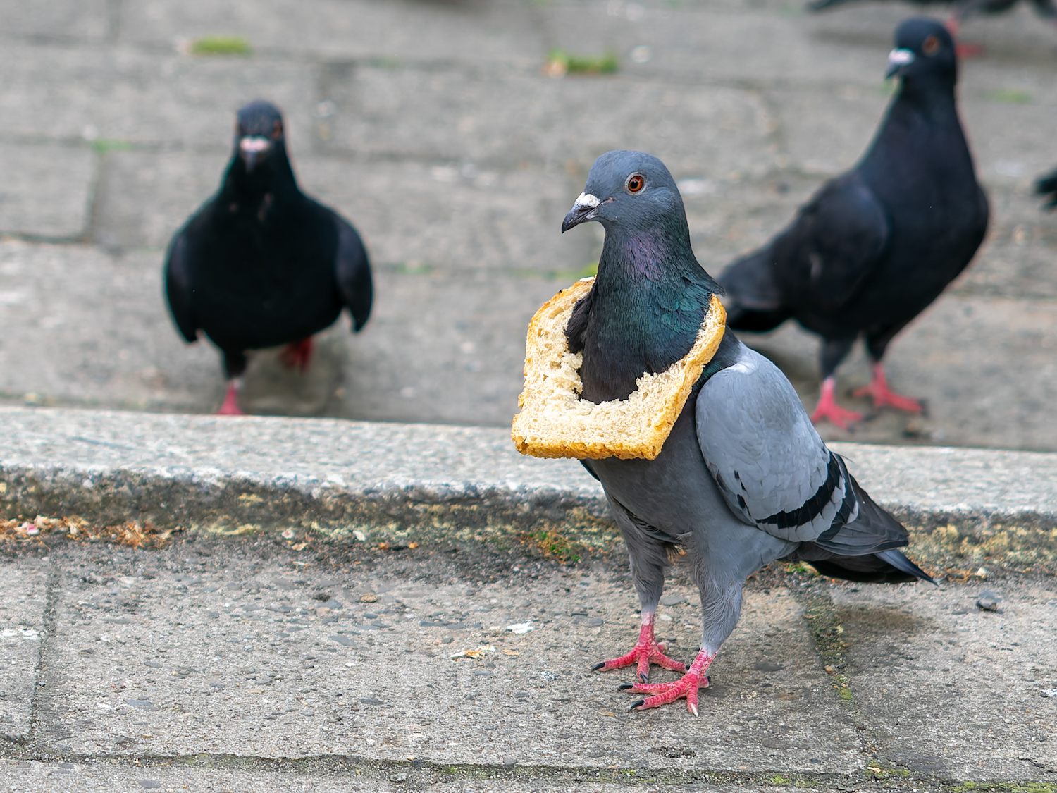 typische Stadttaube (Columba livia domestica)