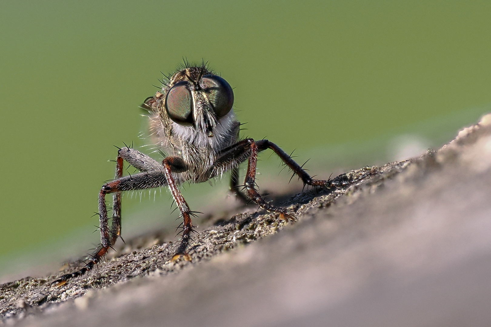 Gemeine Raubfliege  (Tolmerus atricapillus)