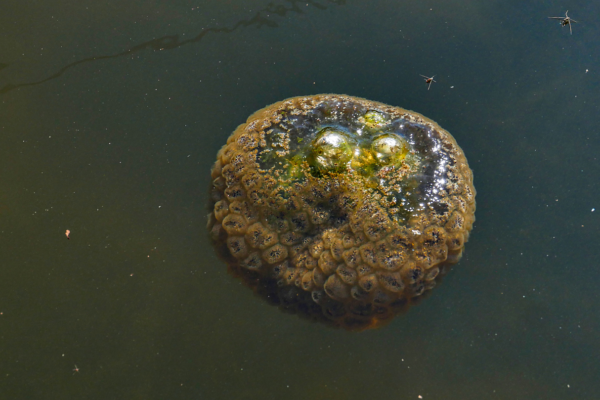 UFO unter Wasser