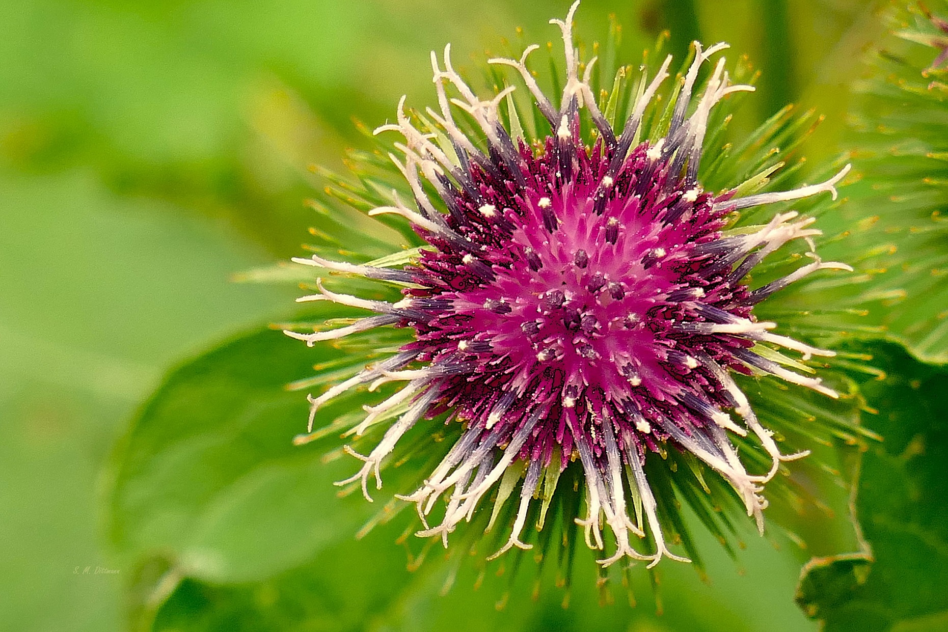 Blüte der Klette
