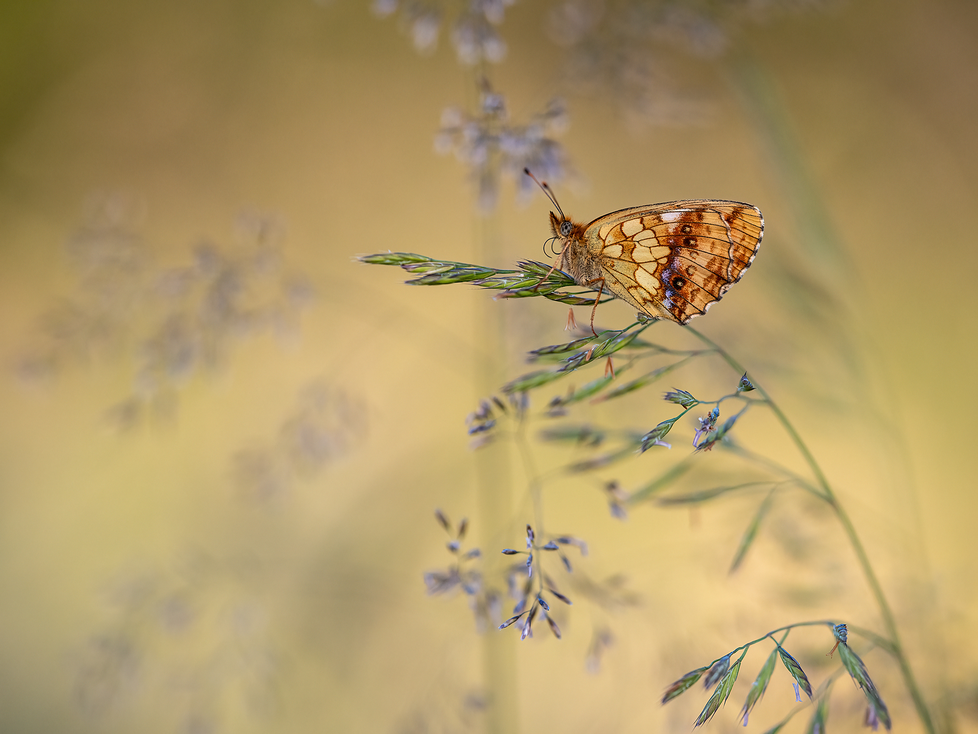 ... spätabends im Mittsommer