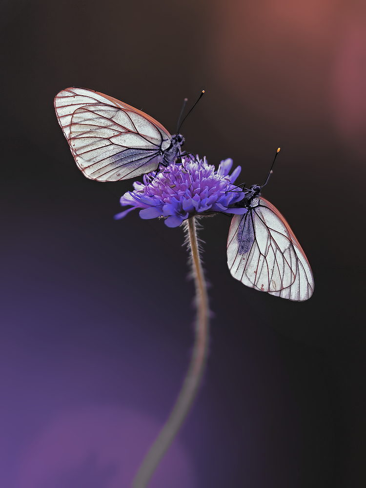 Baum-Weißlinge,Aporia crataegi