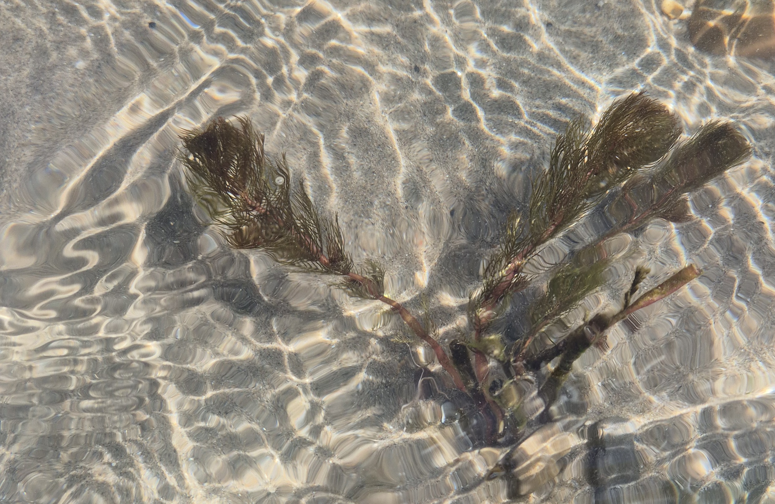 Botanik unter Wasser