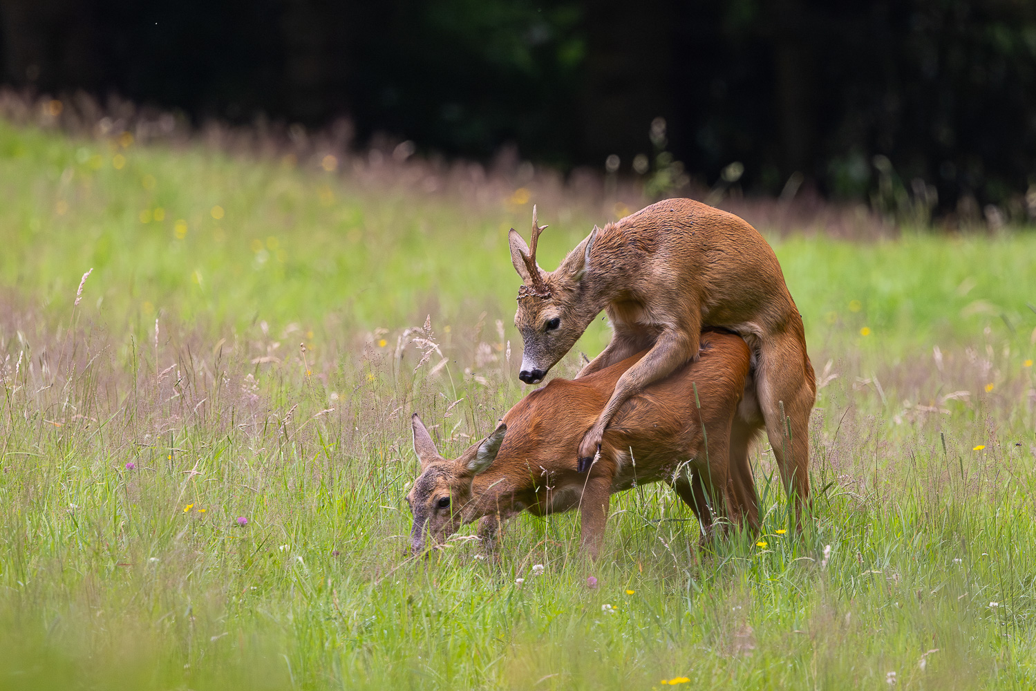 Brunft vorbei