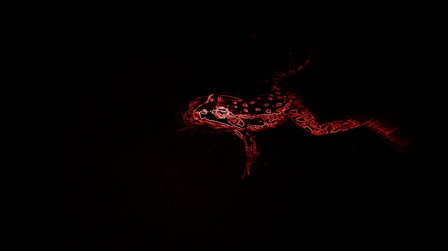 Aus der Sicht der Viper