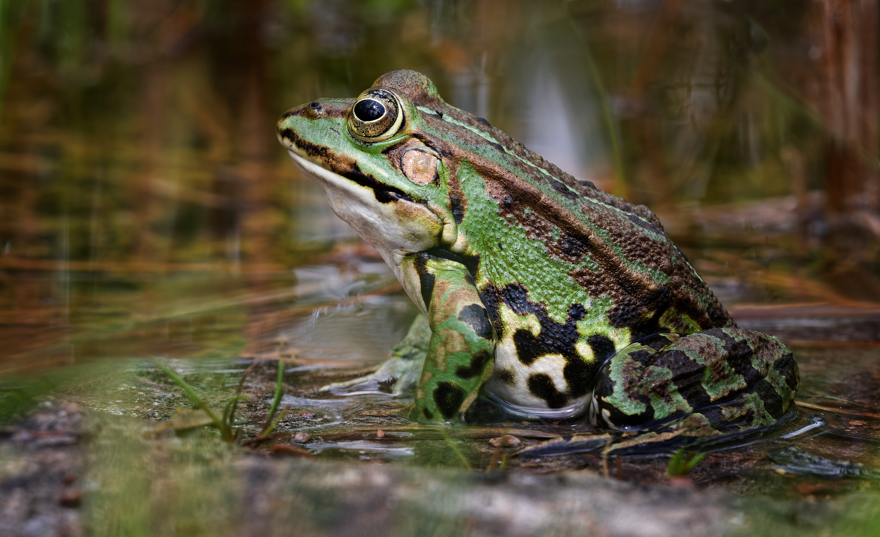 Der Grünfrosch....