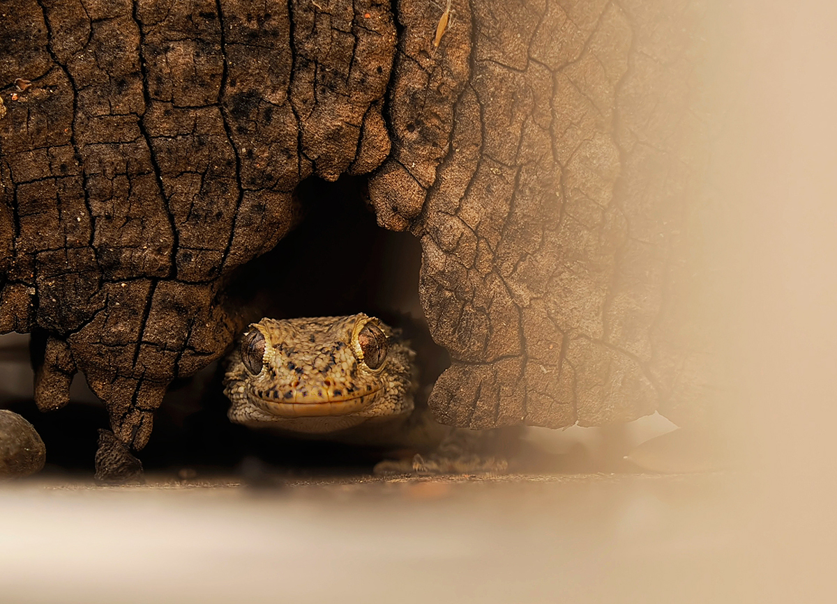 Blick aus dem Versteck