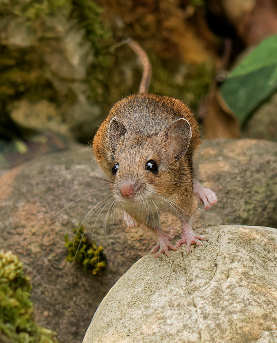 Speedy, die schnellste Maus von ...