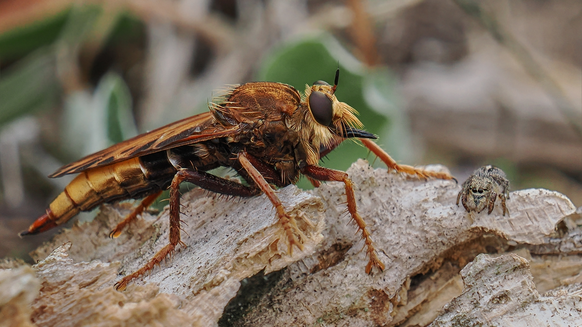 Hornissen-Raubfliege mit Kreuz-Springspinne