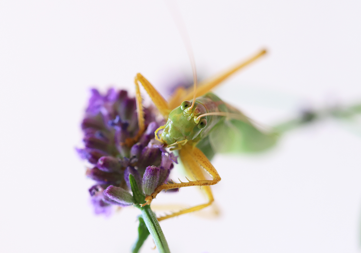 unerwarteter Besuch