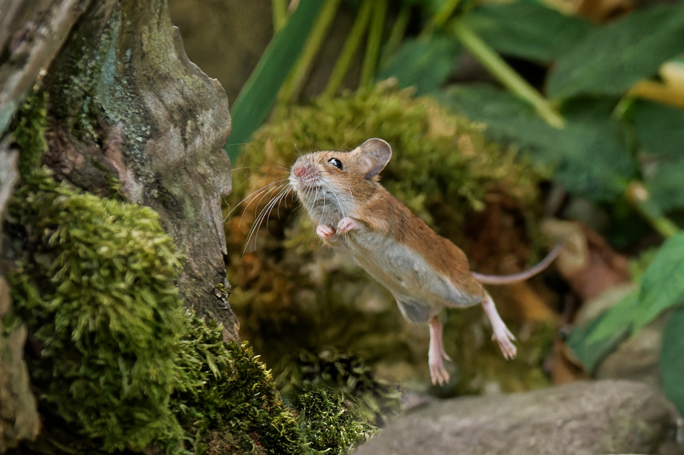Speedy, die schnellste Maus von ...  (Teil 2)