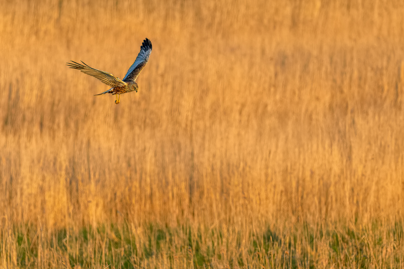 Suchflug