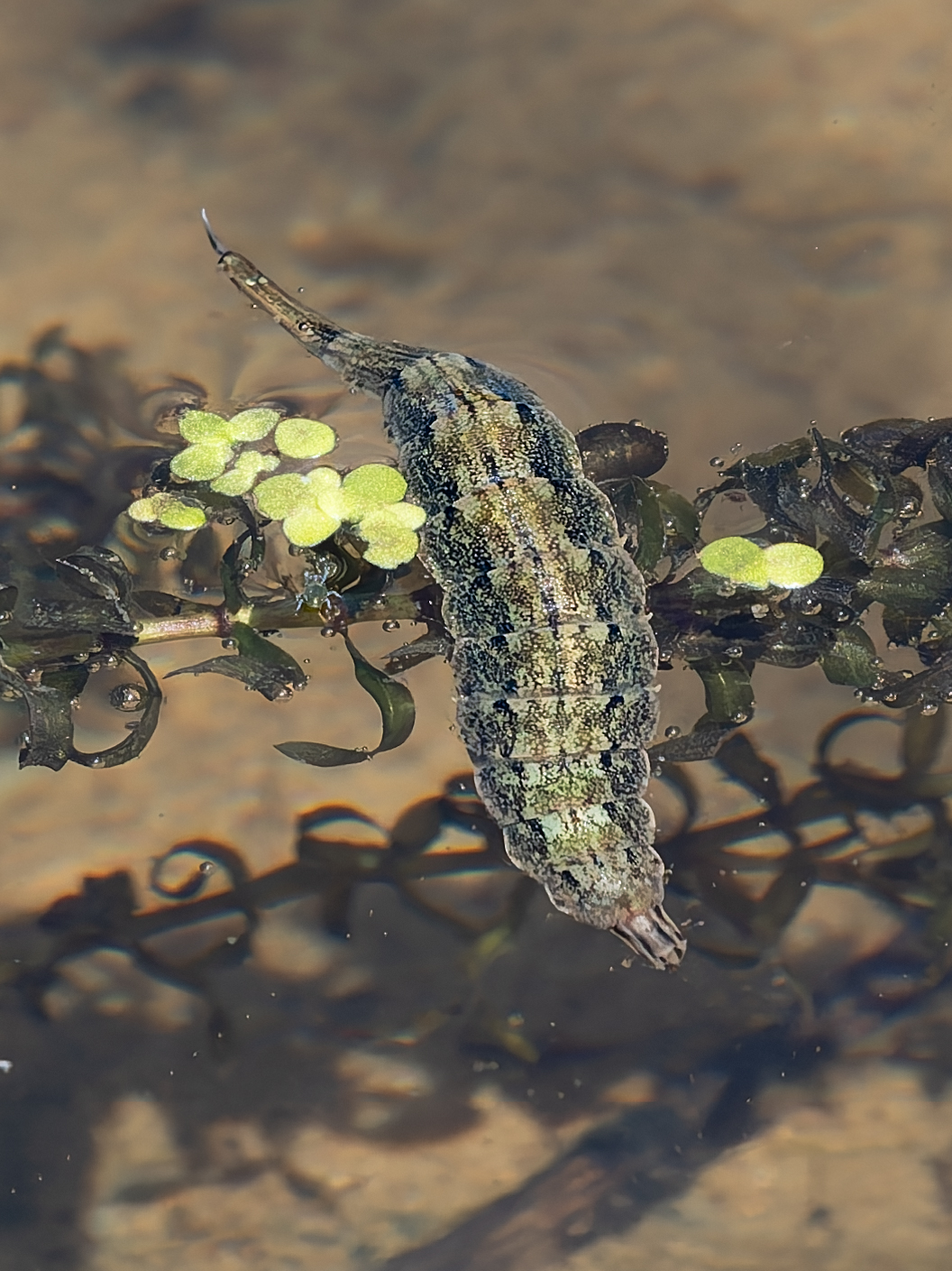 Die Larve einer Waffenfliege (Stratiomyidae)