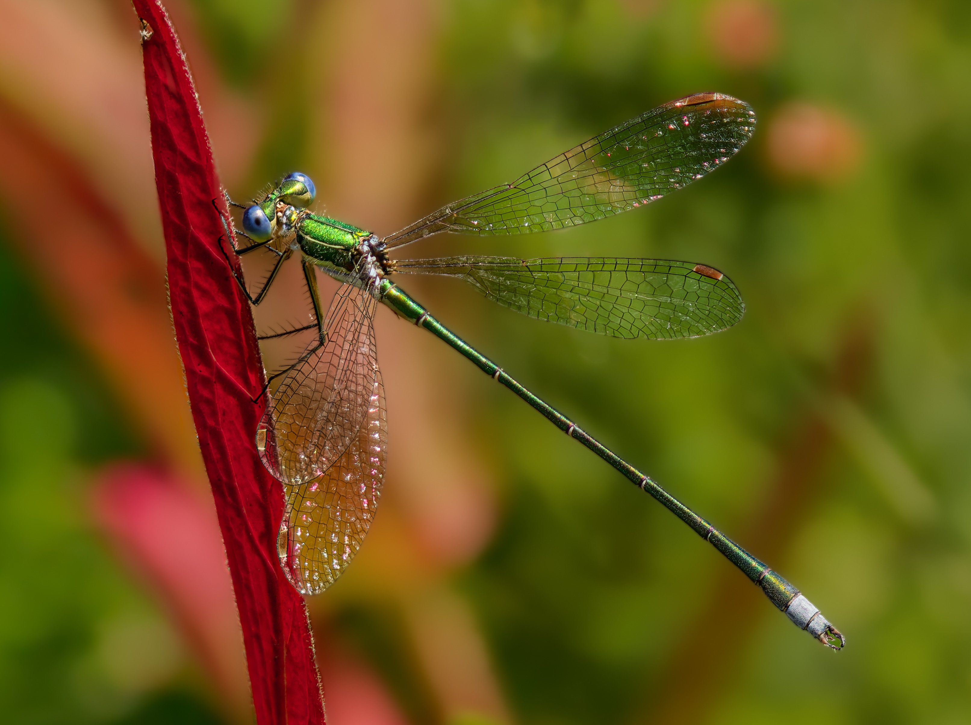 männliche Kleine Binsenjungfer (Lestes virens)