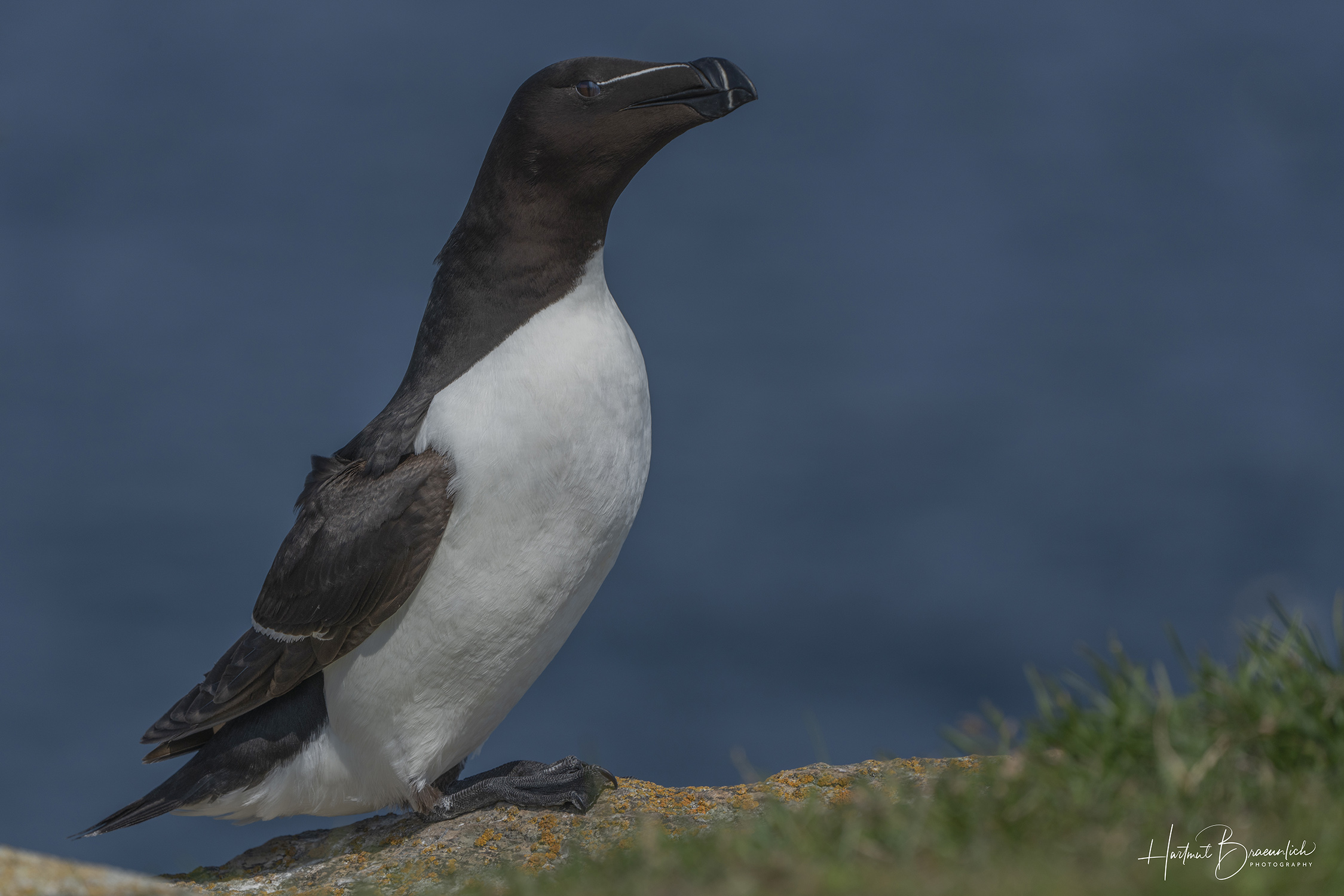 Razorbill oder Tordalk