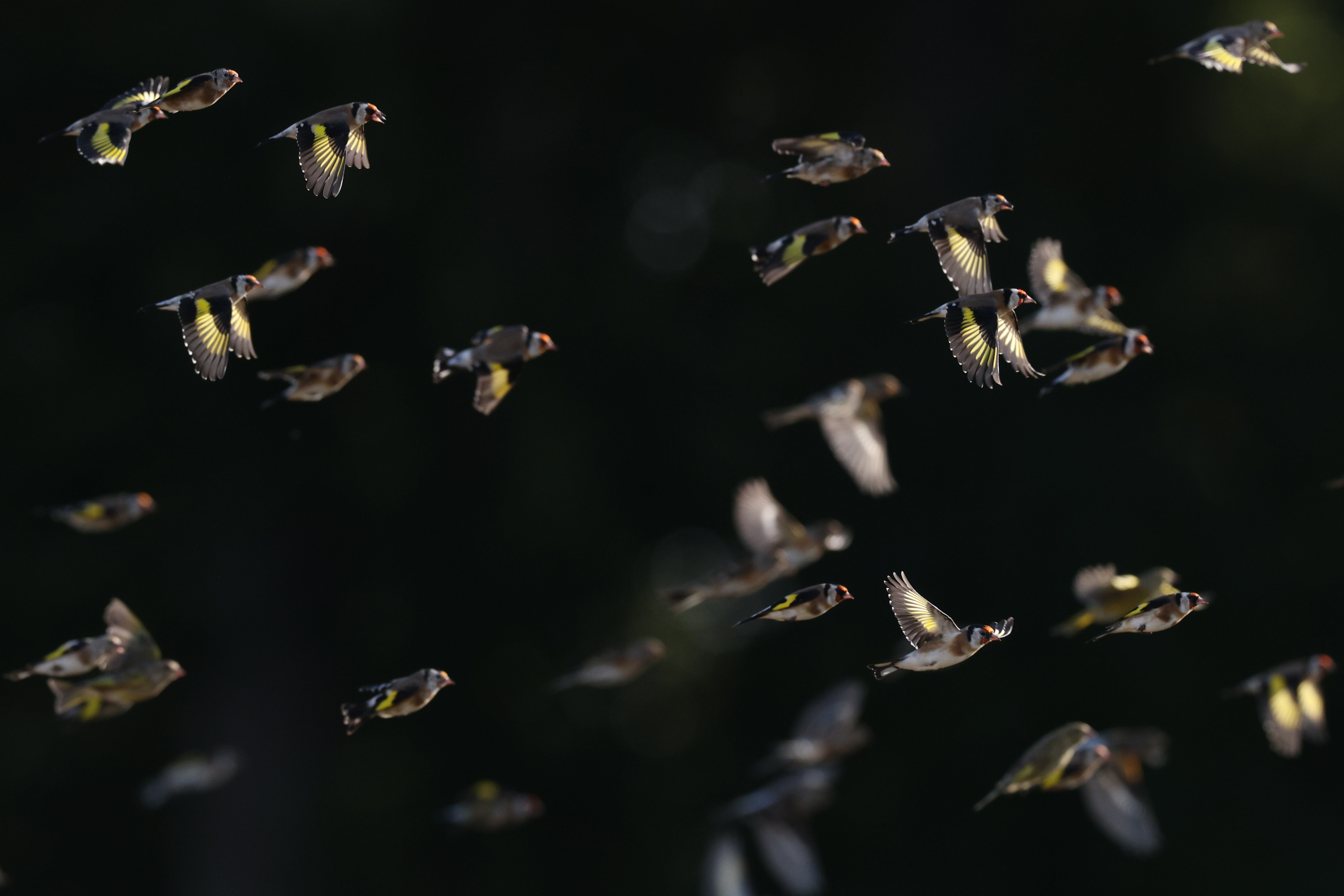 Und all die ganze Vogelschar