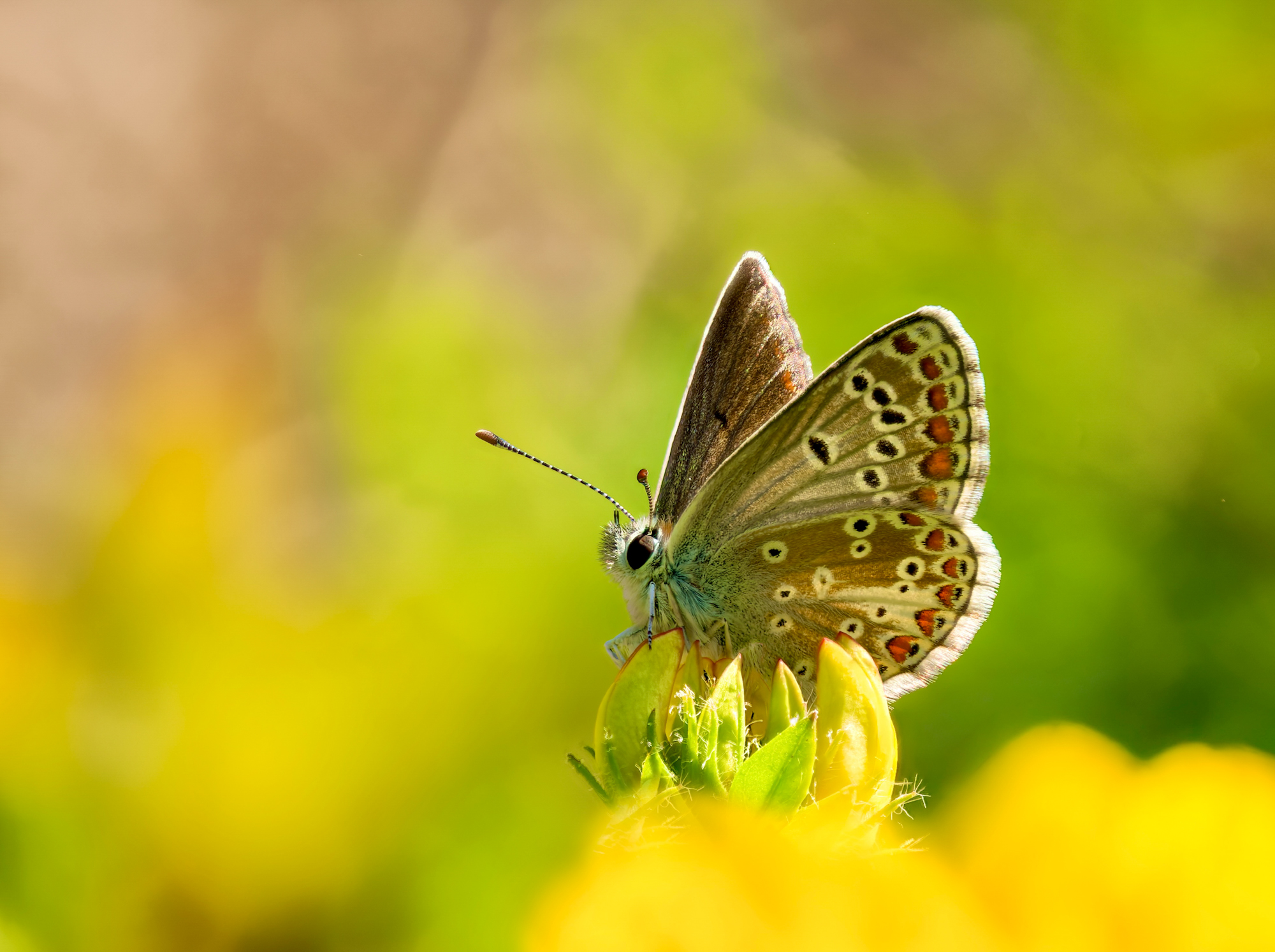 Der Kleine Sonnenröschen-Bläuling (Aricia agestis)