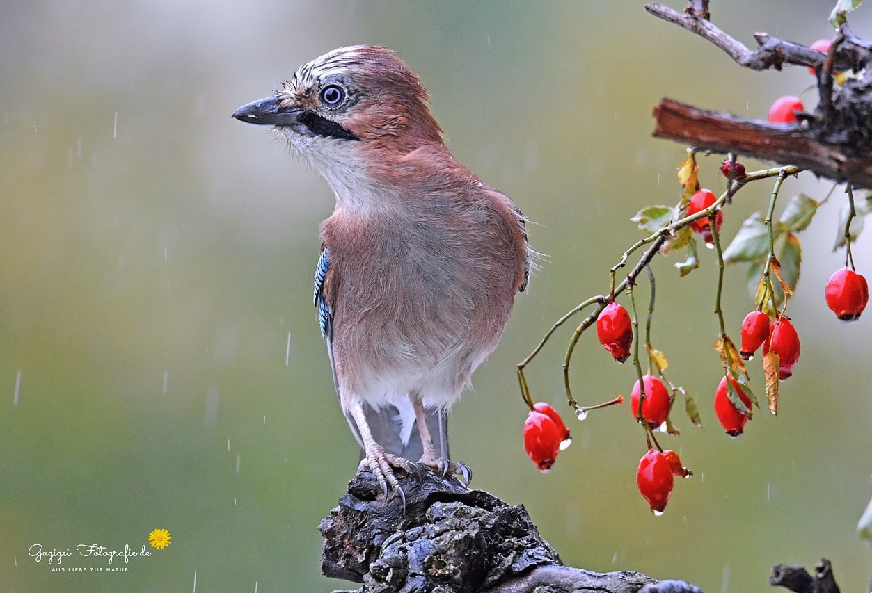 Schietwetter