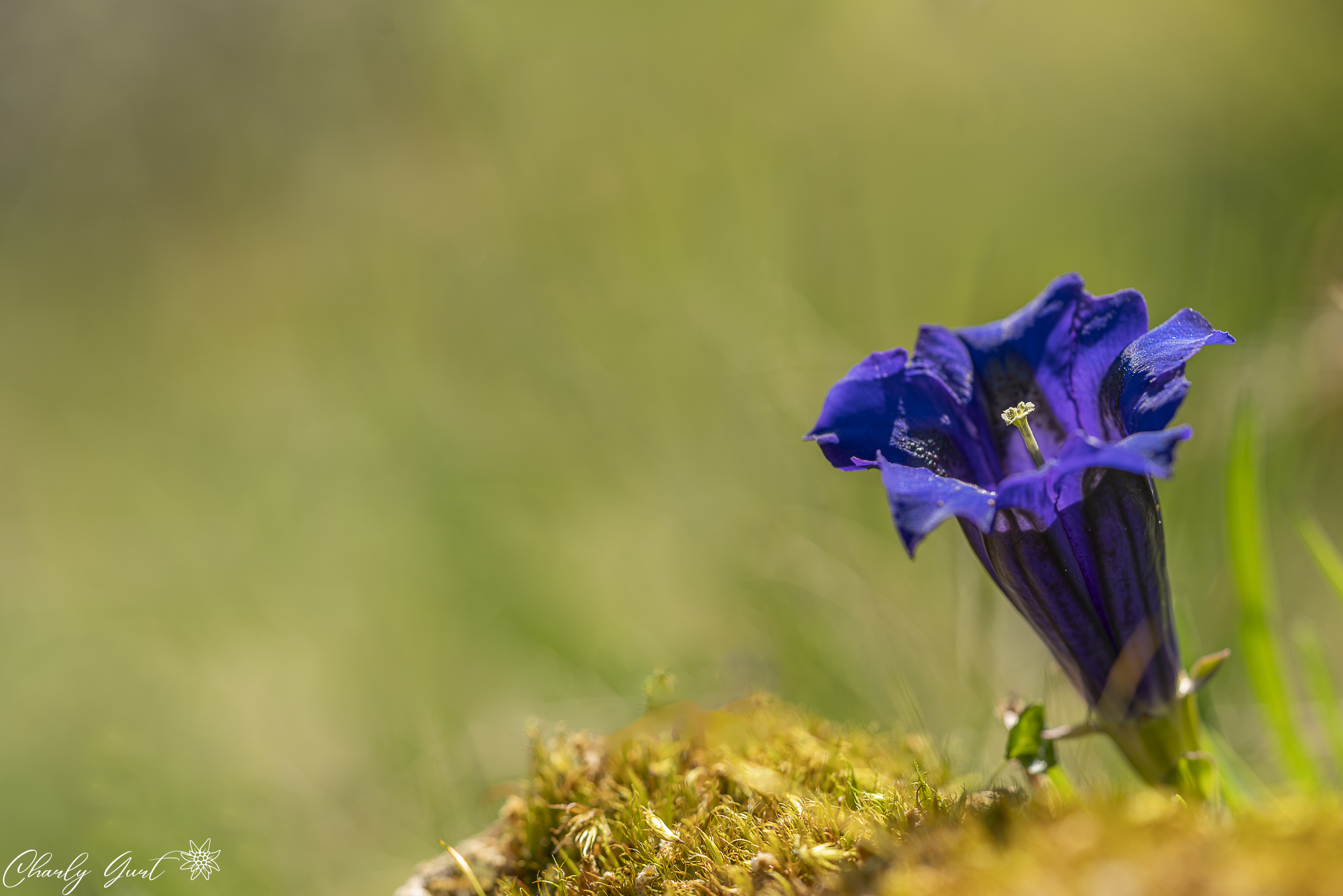 Ein Hauch von Blau im alpinen Sommer