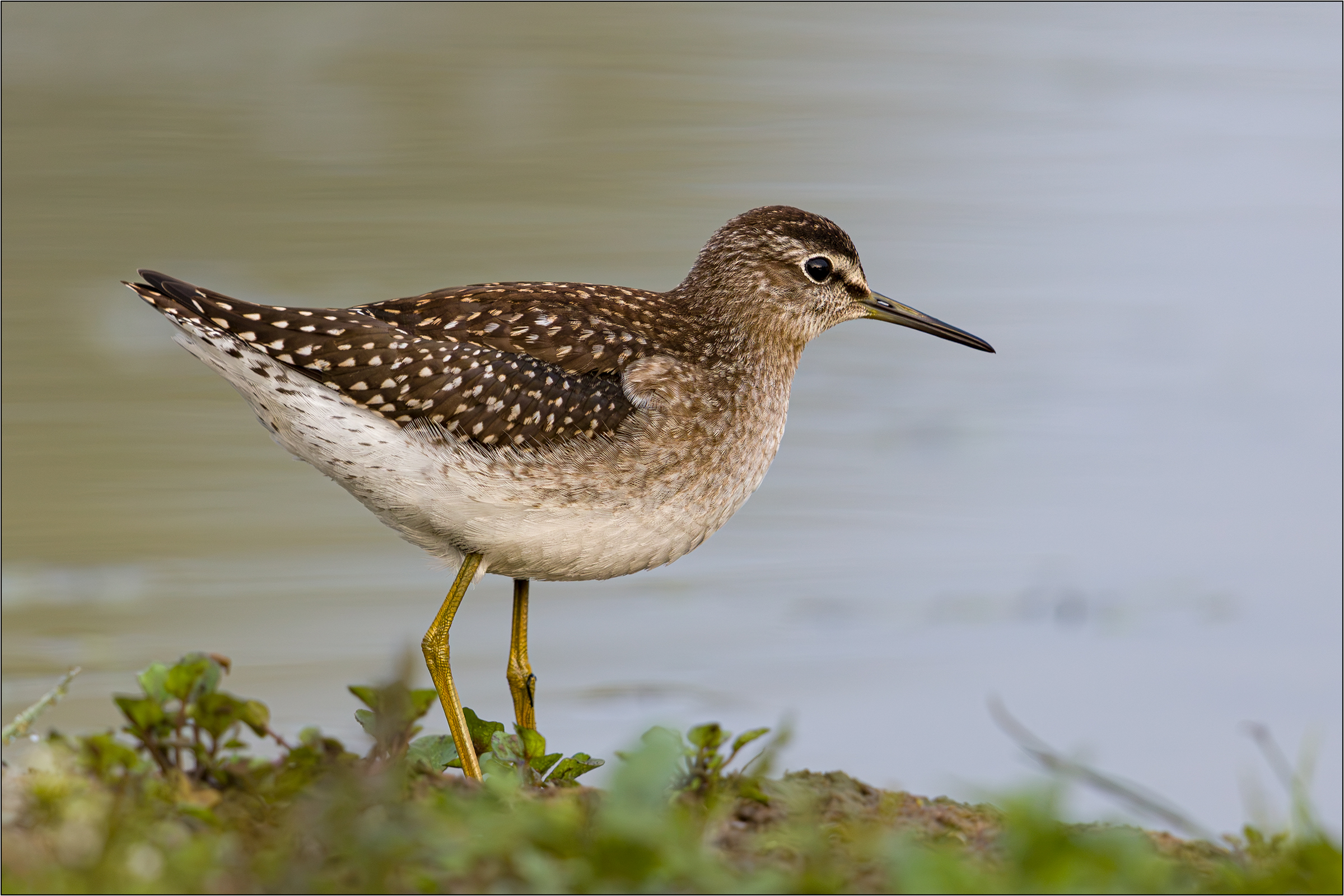 Bruchwasserläufer ...