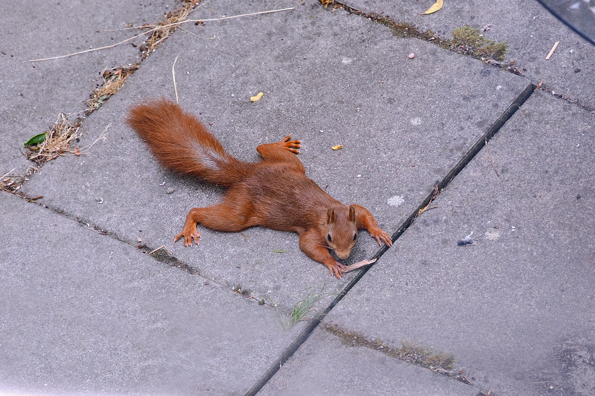 eines meiner Eichhörnchen