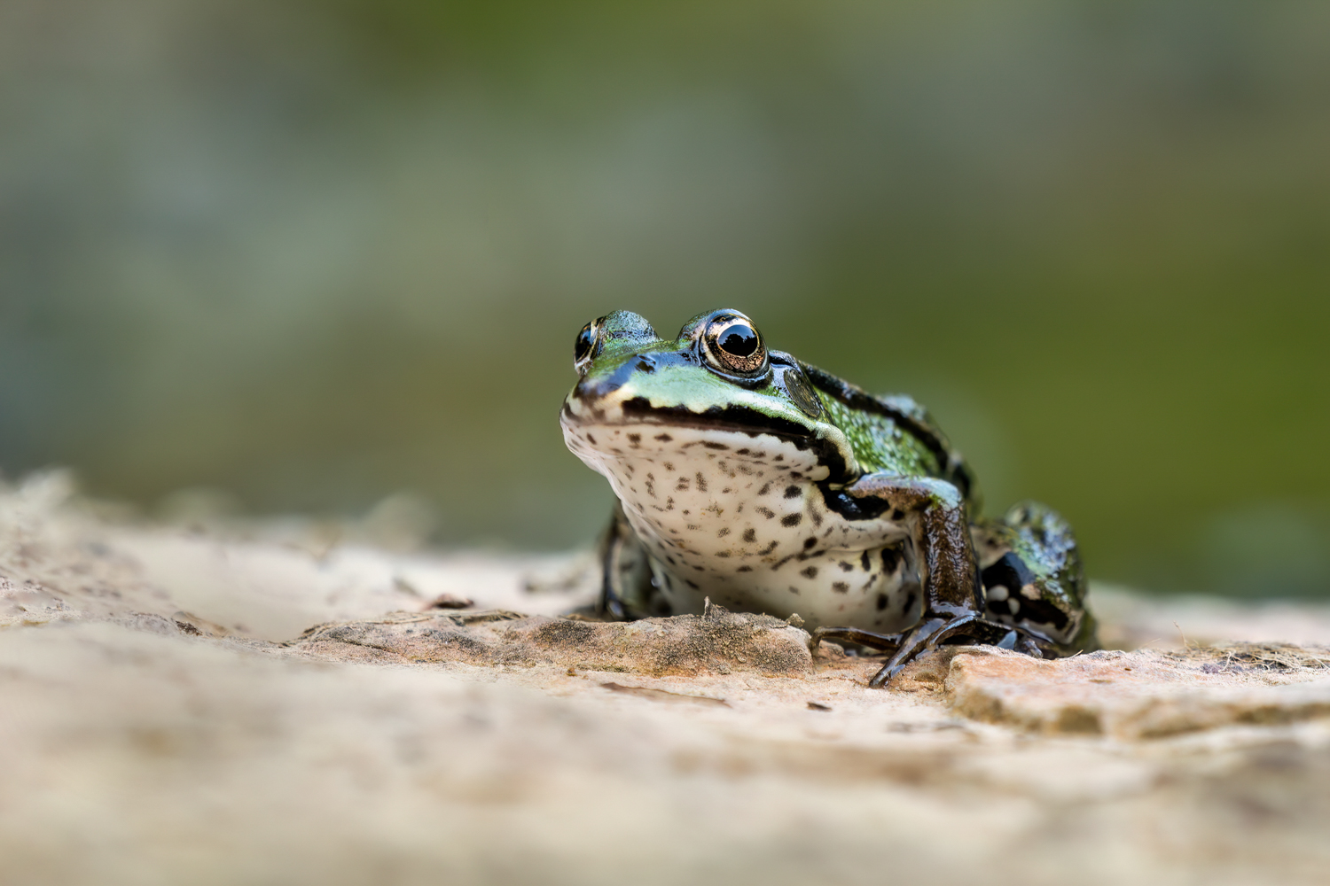 Ein Teichfrosch ...