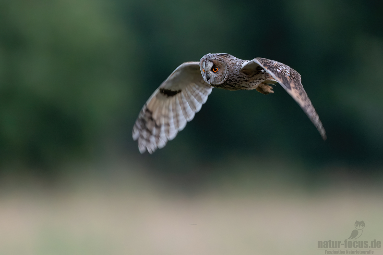 Der Flug der Waldohreule