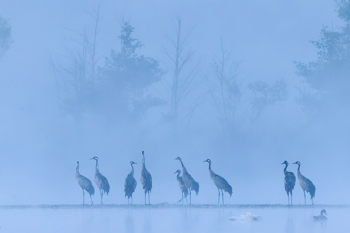 Kraniche im Morgennebel