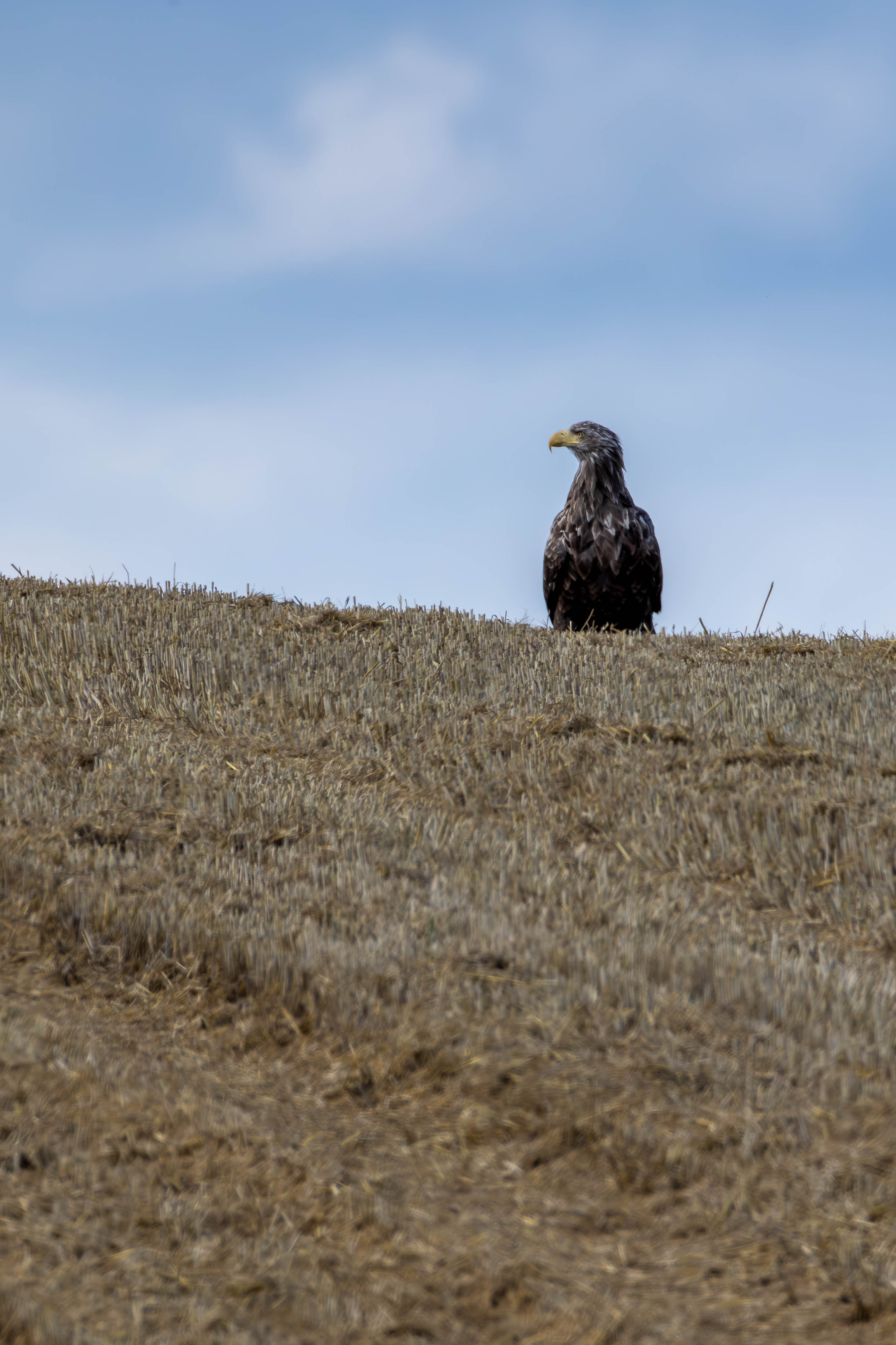 Seeadler