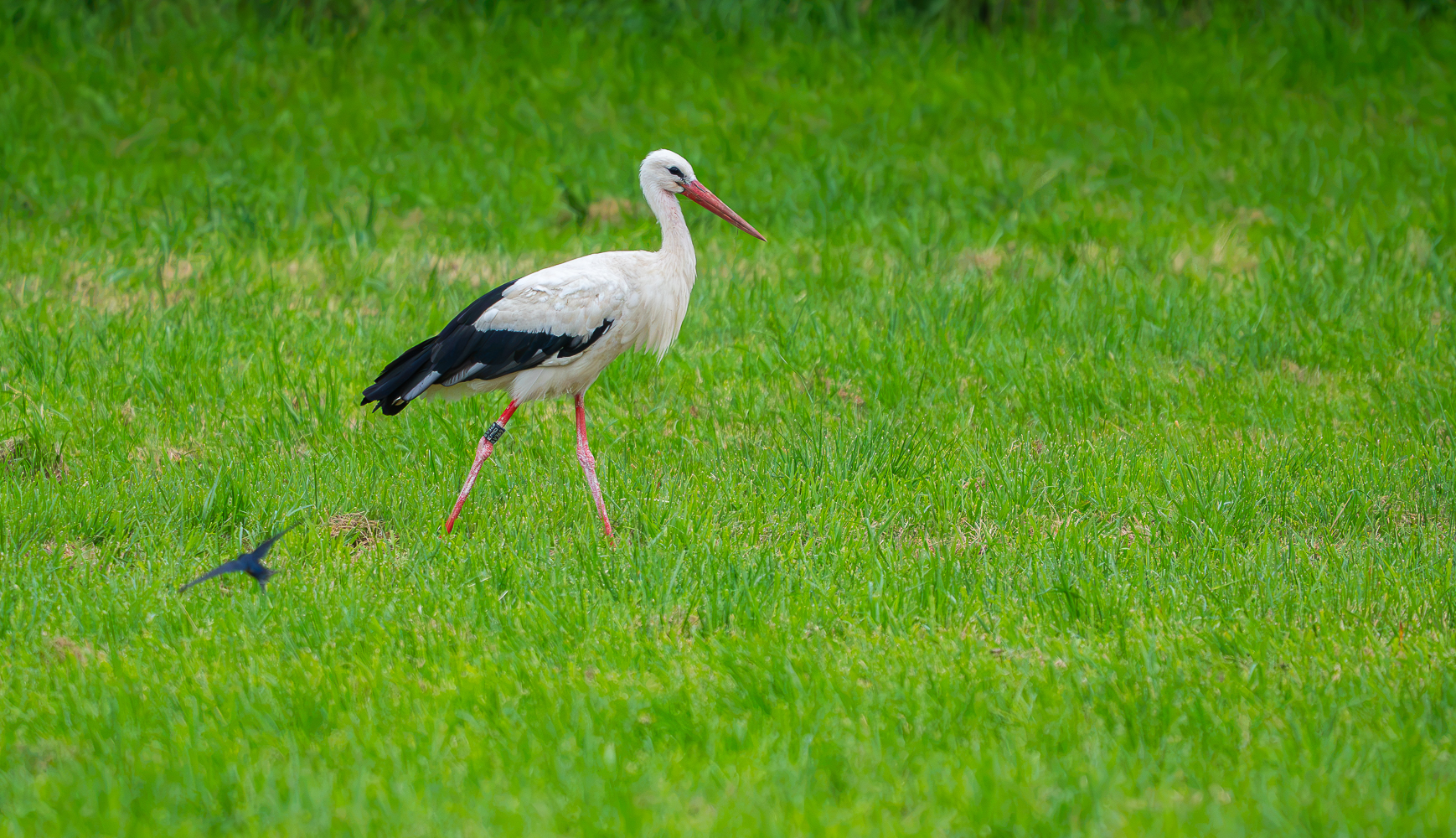 Storch und Schwalbe
