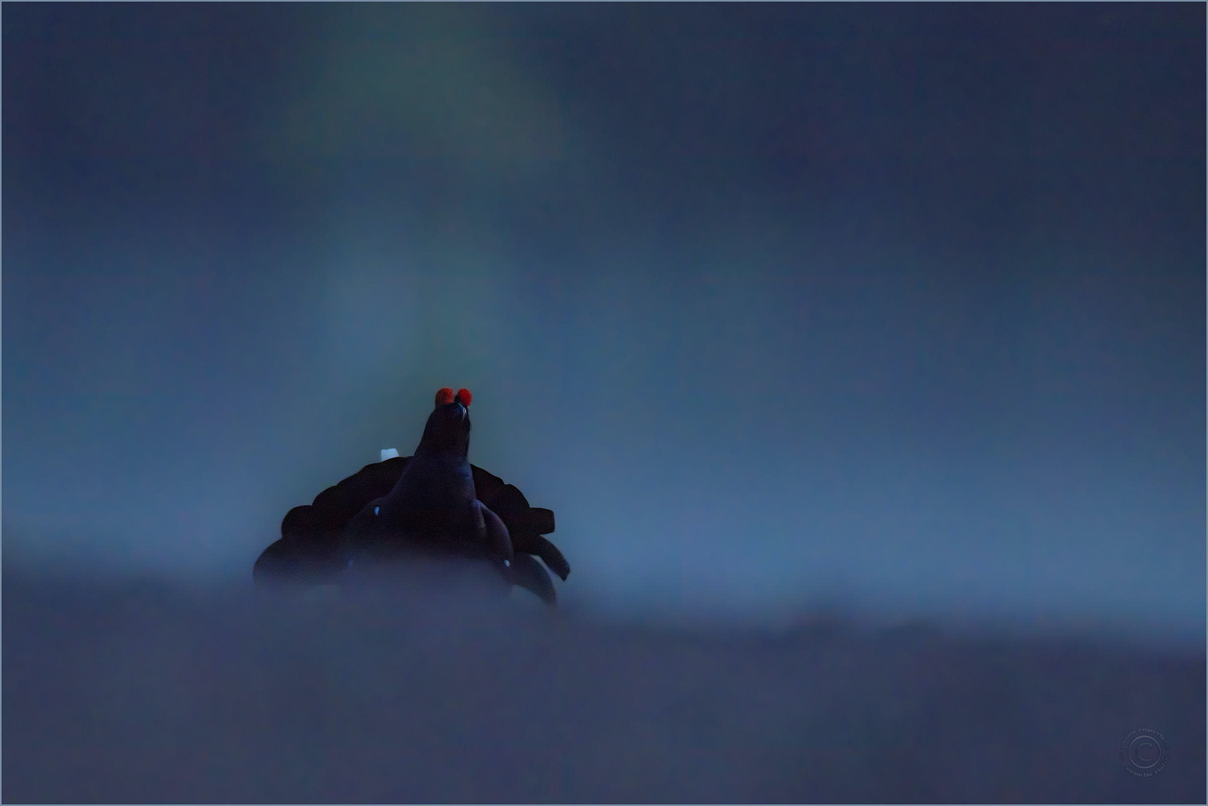 "Darth Vader"