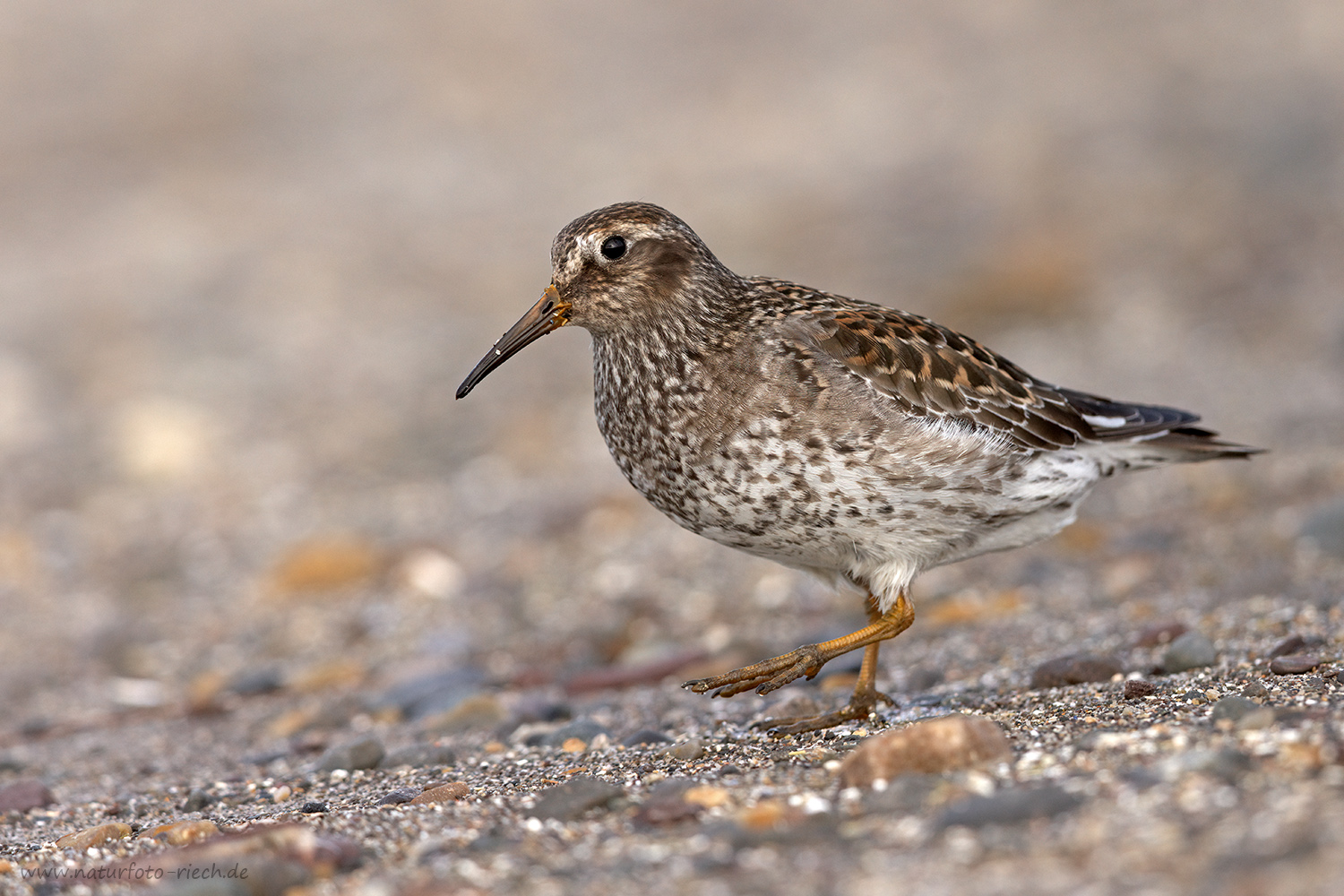 Meerstrandläufer