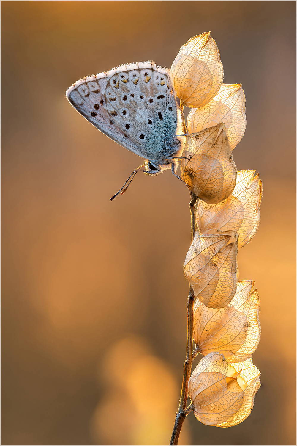 Spätsommer