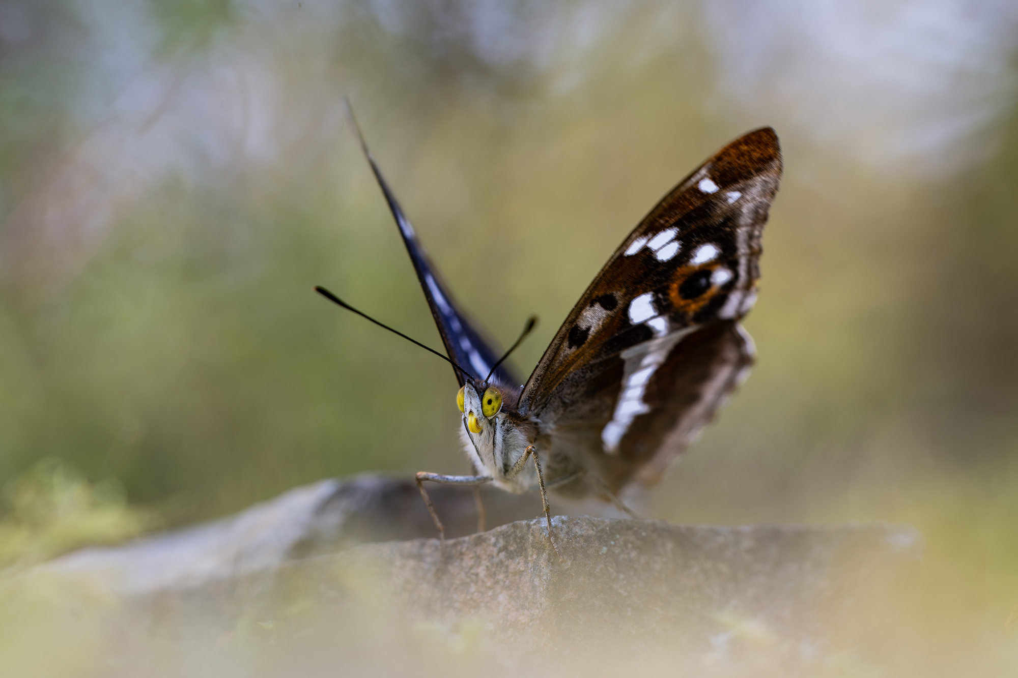 Grosser Schillerfalter