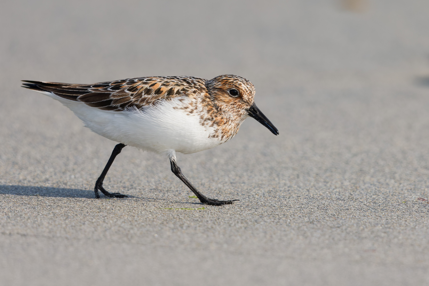 Sanderling