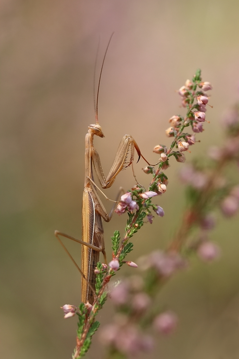 Eine braune Mantis
