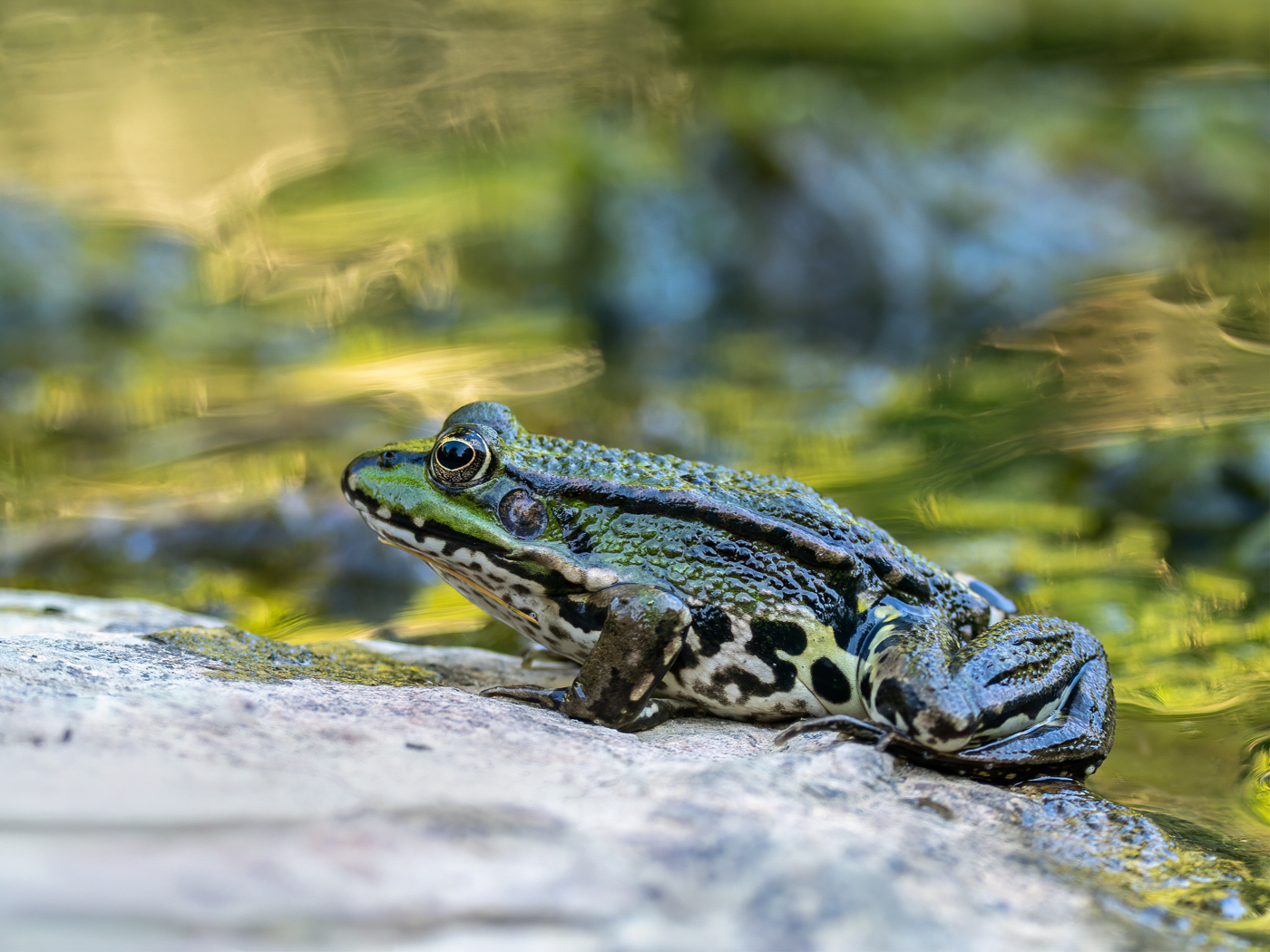 Ein Teichfrosch ...