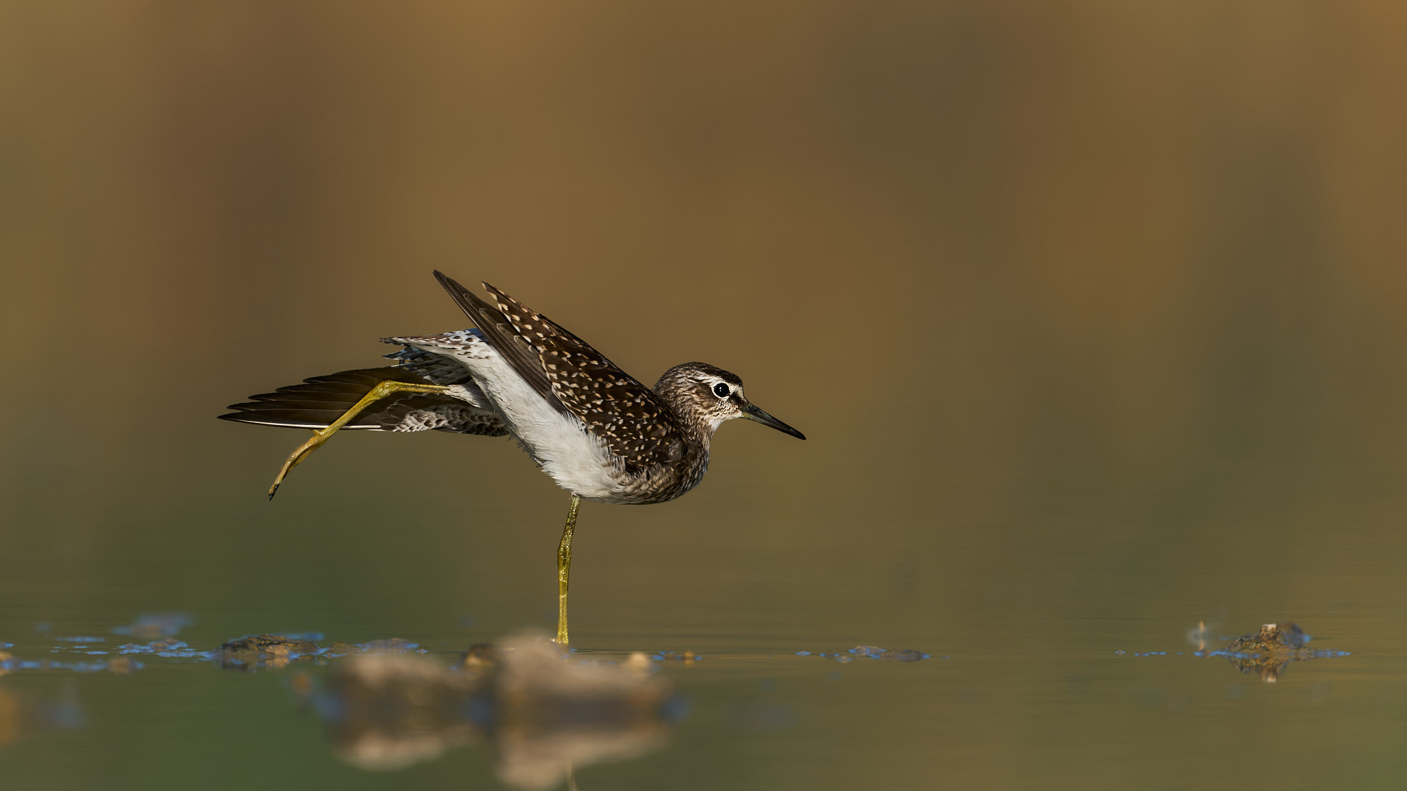 Bruchwasserläufer beim Yoga