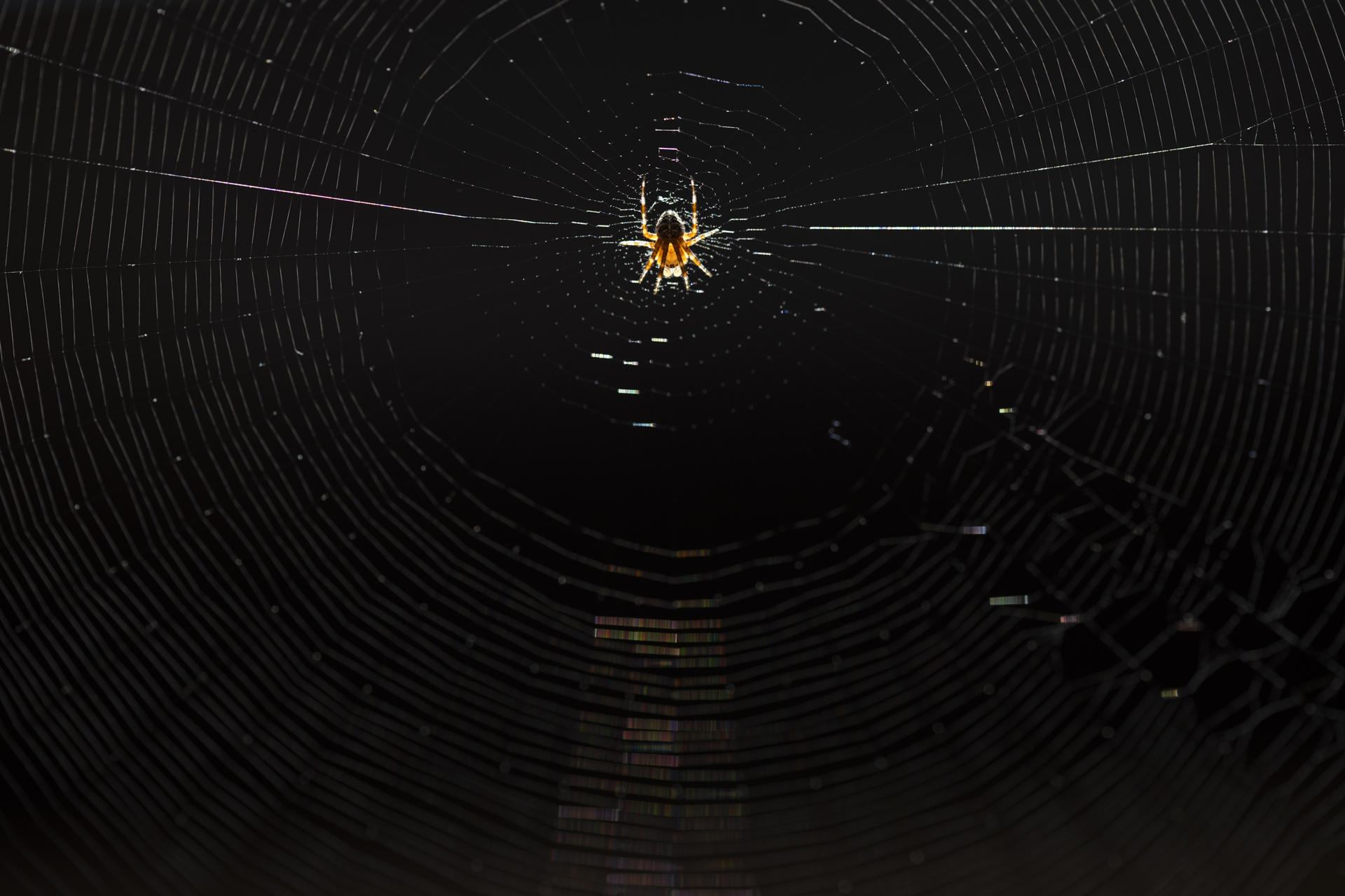 ____spider___