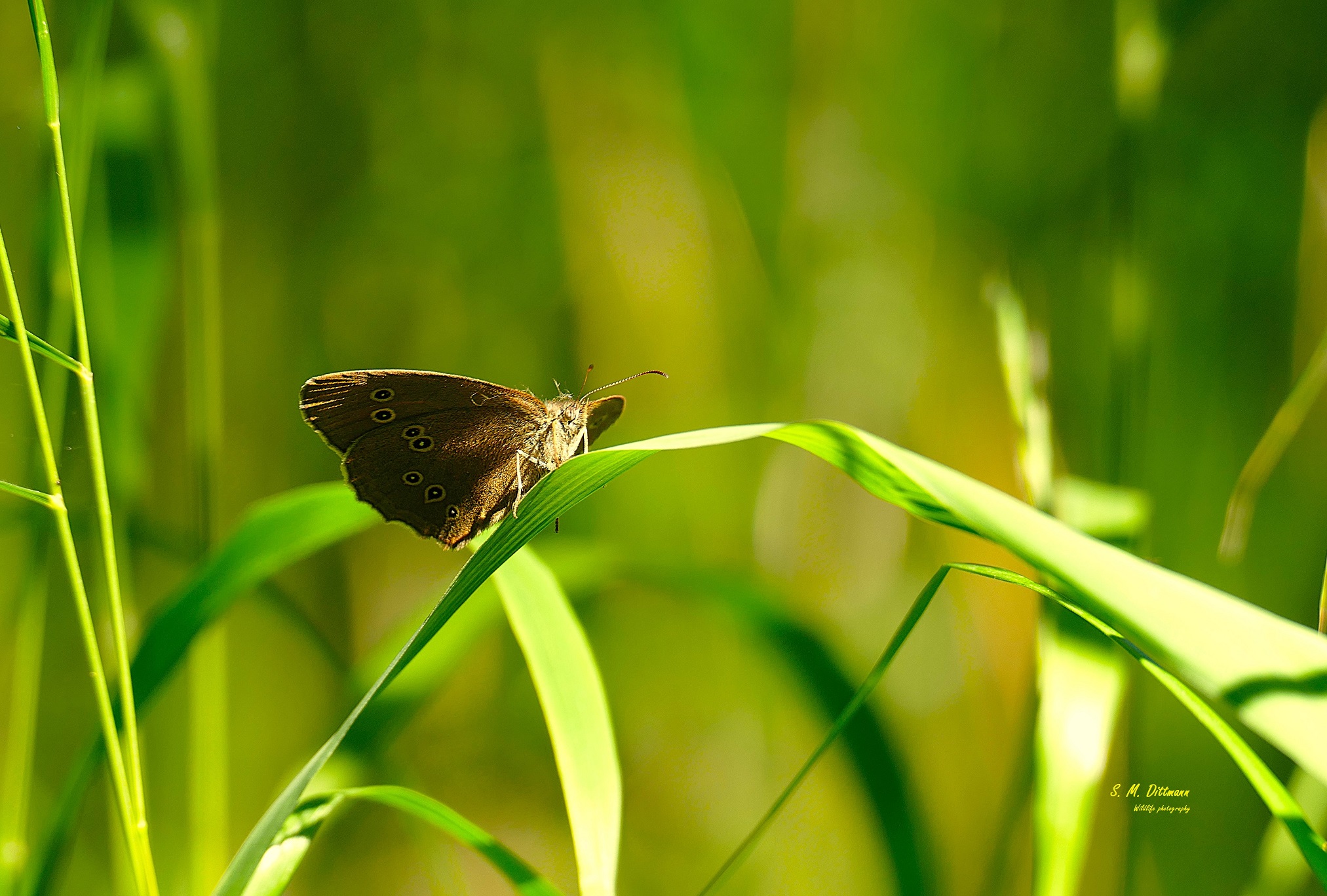 Der Braune Waldvogel