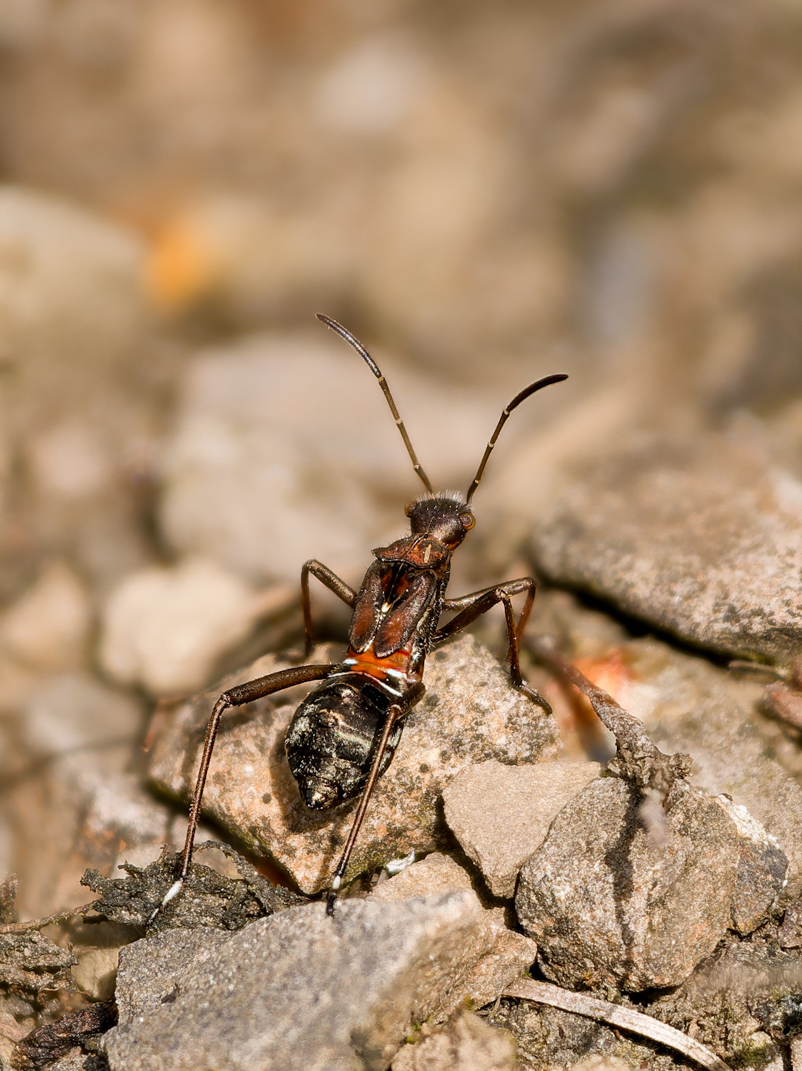 Nymphe von Alydus calcaratus, der Krummfühlerwanze aus der Familie Alydidae. „Rotrückiger Irrwisch“