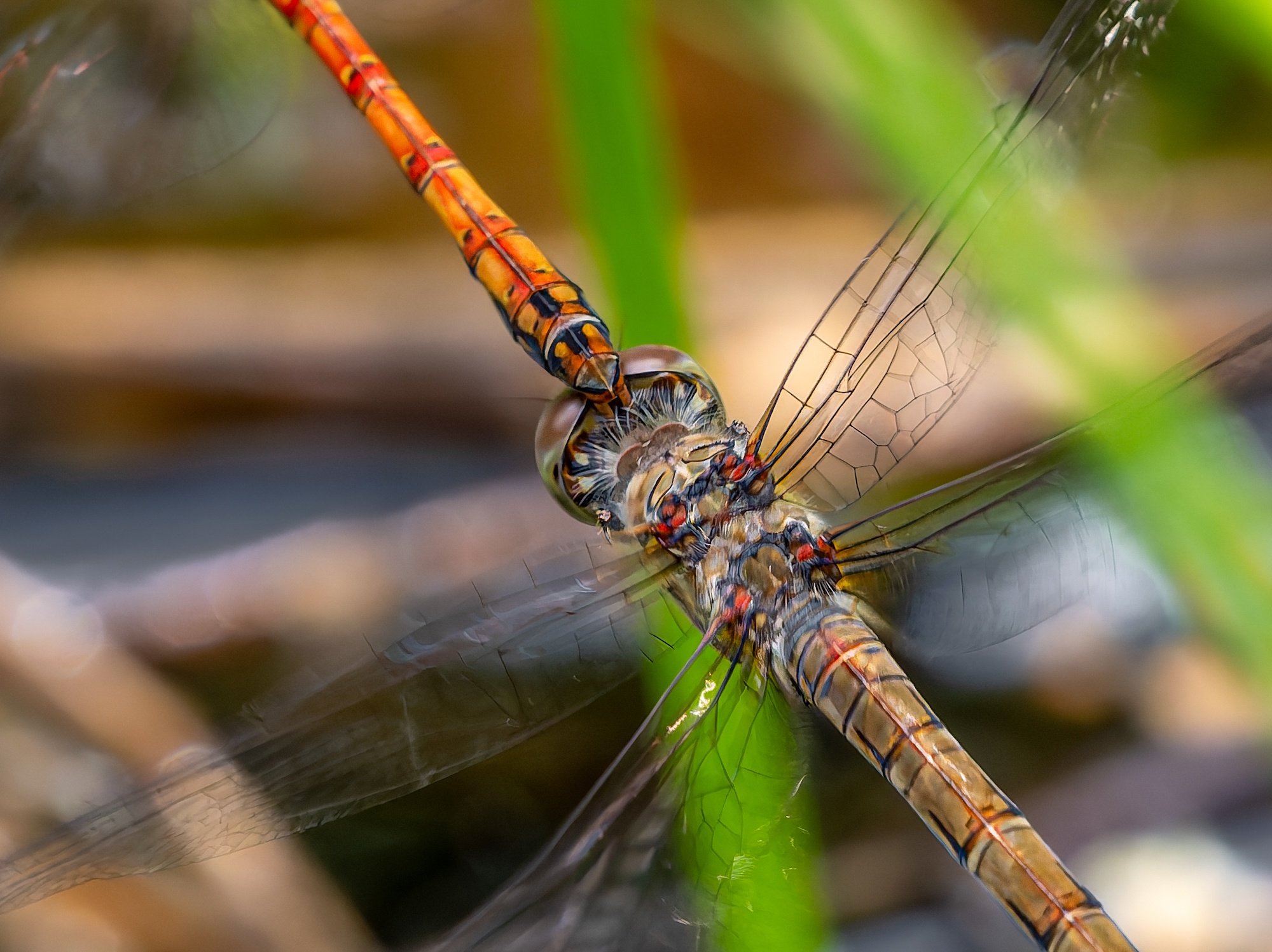 Gabelgriff bei der Große Heidelibellen (Sympetrum striolatum)