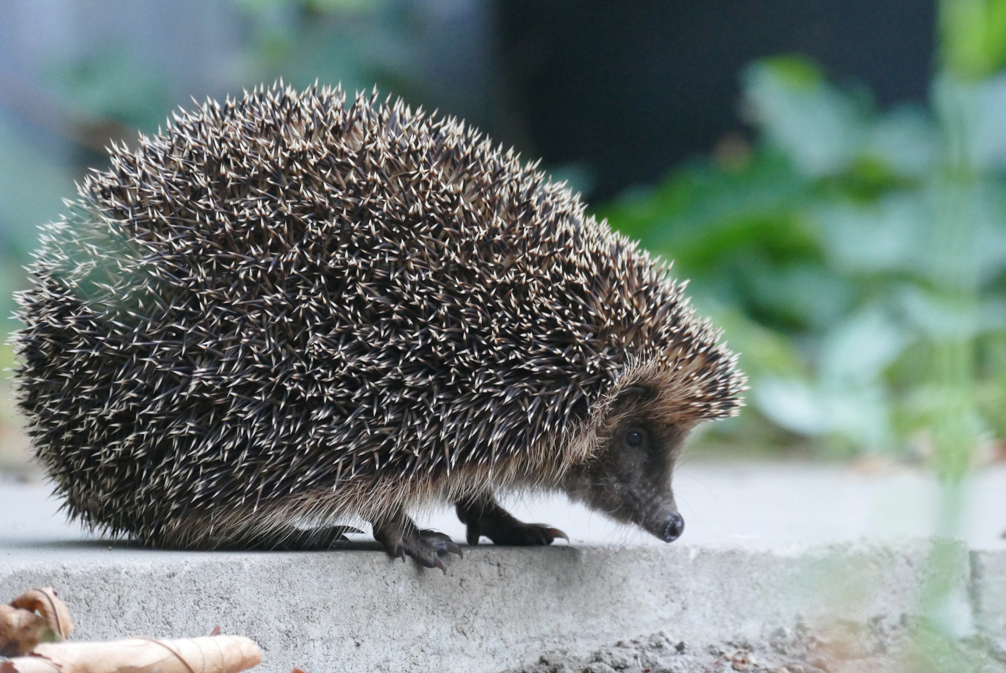 Besuch am frühen Abend ...