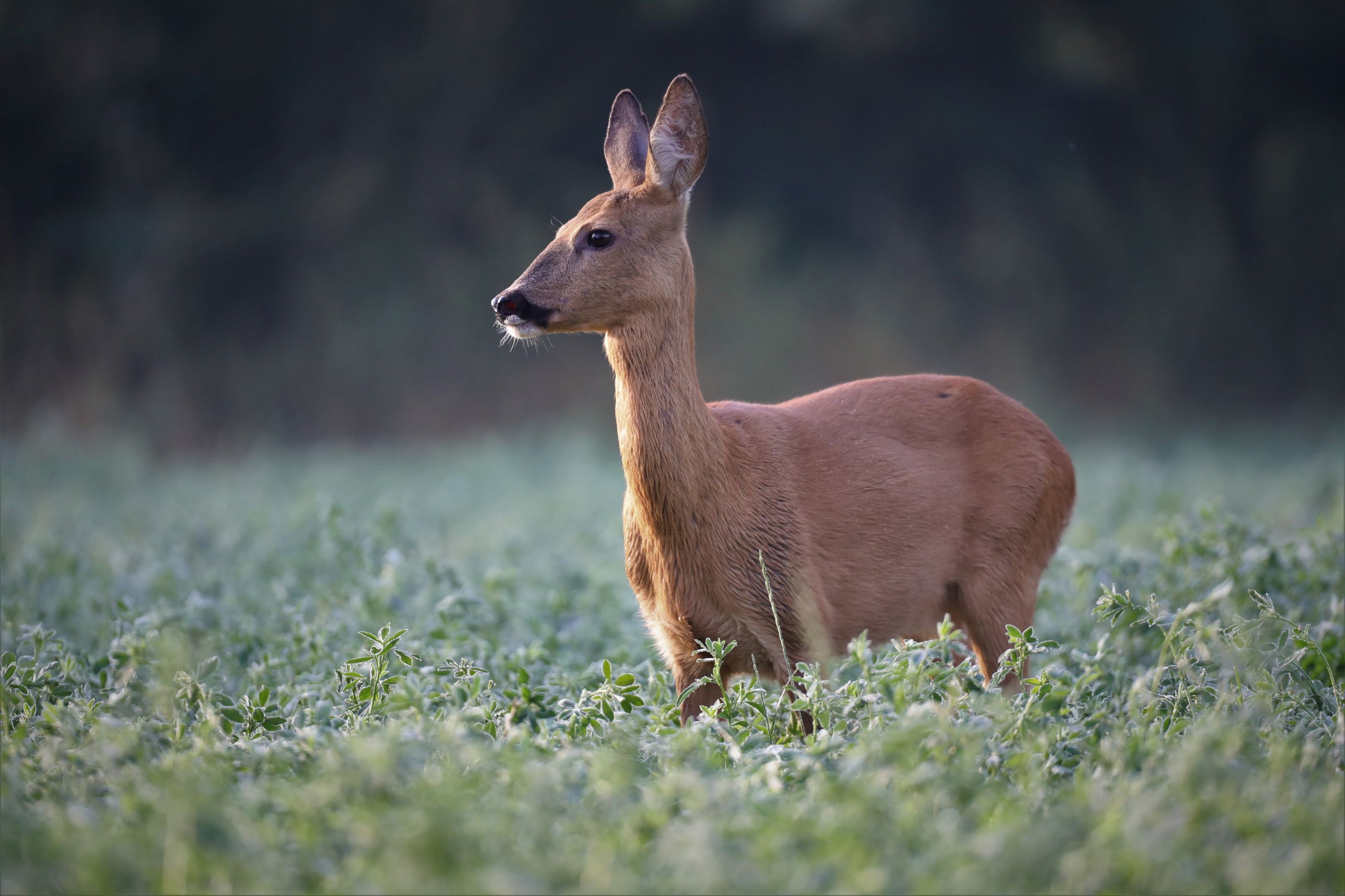 Reh (Capreolus capreolus)