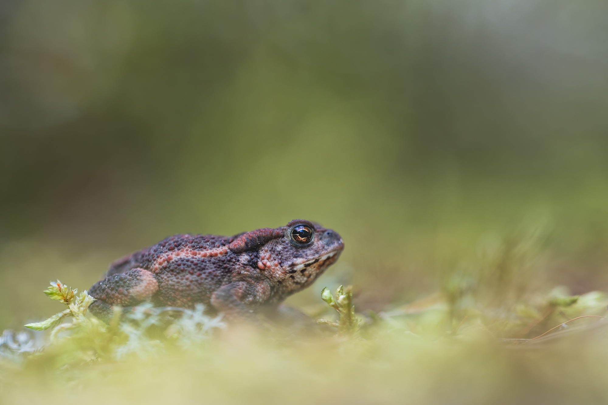 Krötennachwuchs im Wald