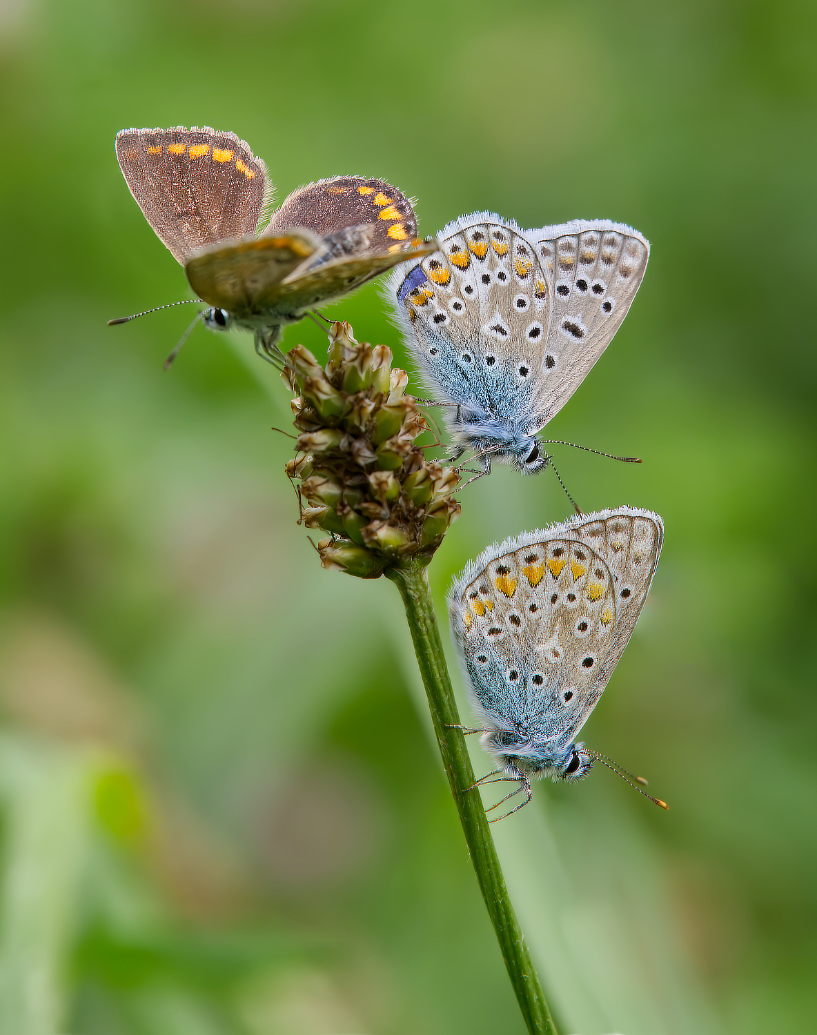 Hauhechel-Trio