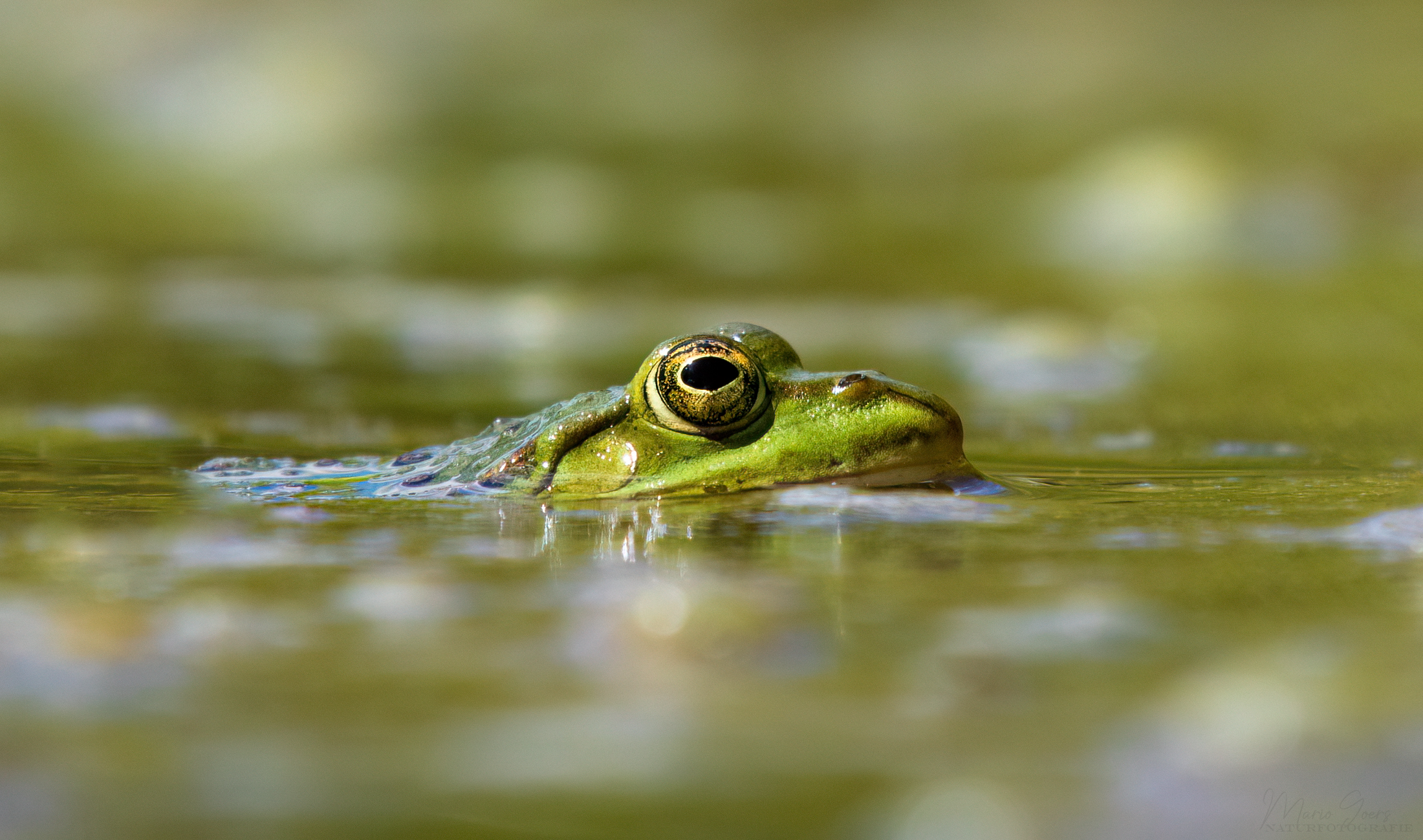Teichfrosch