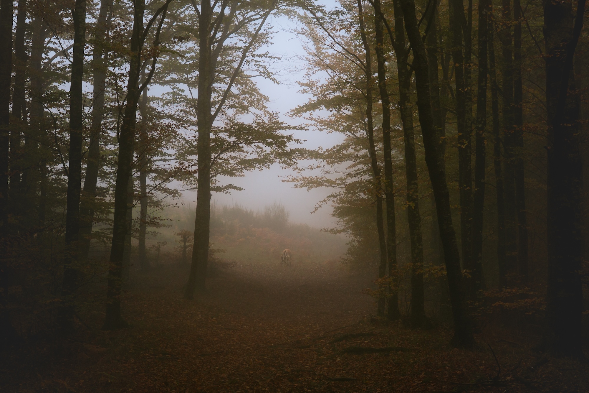 Herbstlicher Nebelzauber in Acquerino Cantagallo