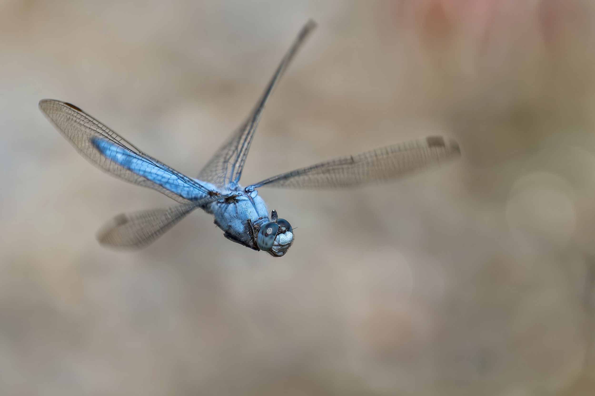Deine blauen Augen