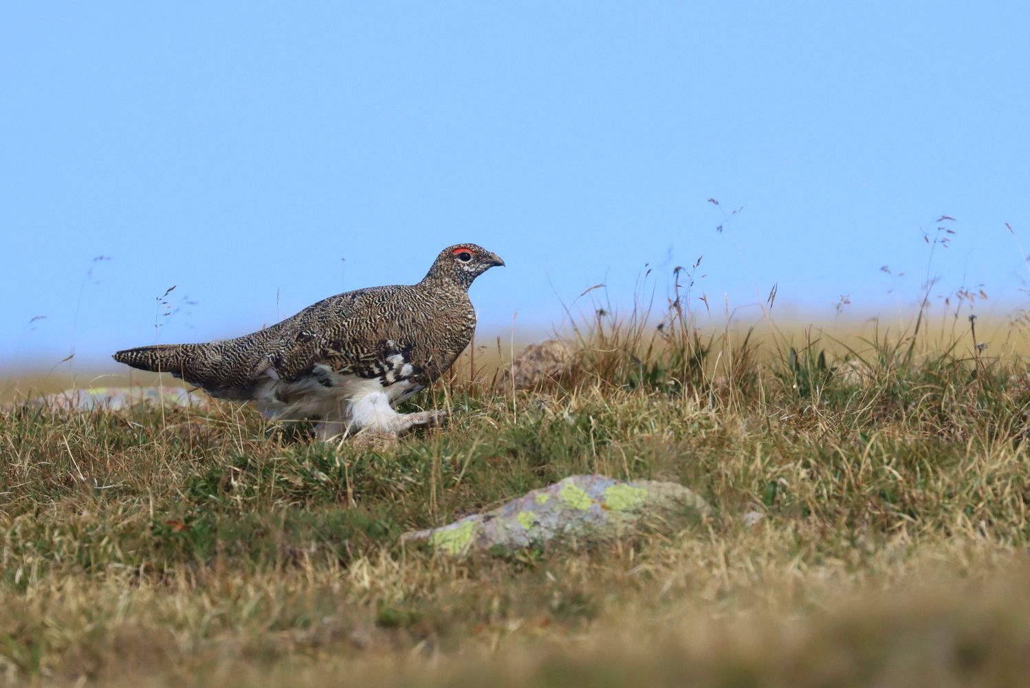 Alpenschneehuhn